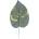 Hosta list 42 cm