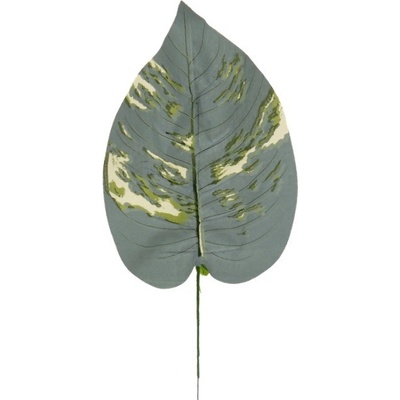 Hosta list 42 cm