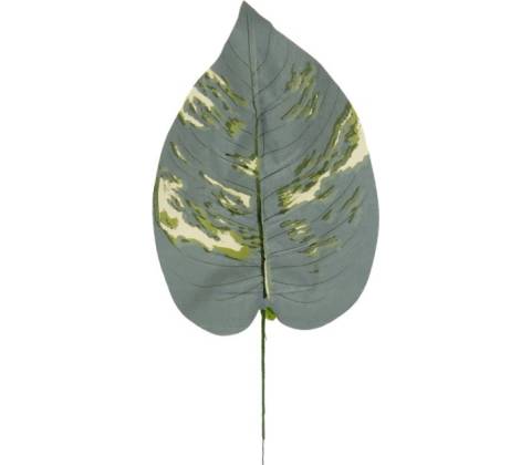 Hosta list 42 cm