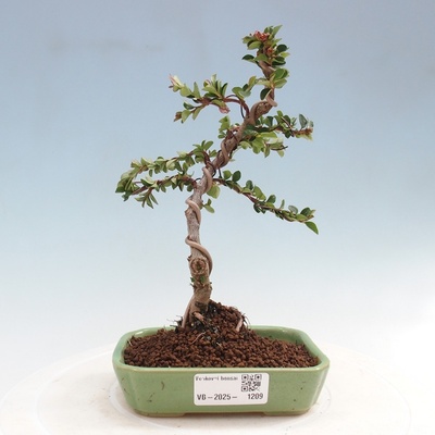 e-bonsai Venkovní bonsai - Cotoneaster horizontalis - Skalník
