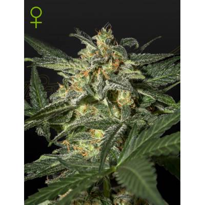 Green House Seeds White Widow AUTO semena neobsahují THC 5 ks