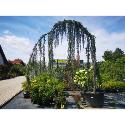 Céder atlantský Glauca Pendula 350-400cm, obvod kmeňa 20-25-30cm, kont. 230 l
