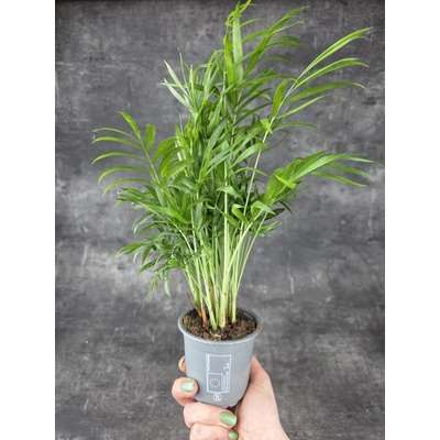 Chamaedorea Elegans 9 cm (Palma nádherná pro nenáročné pěstitele)