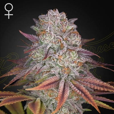 Green House Seed Pulp Friction semienka neobsahujú THC 1 ks