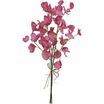Hrachor vonný - Lathyrus odoratus svazek (dk) tmavorůžový v50 cm (N125848)