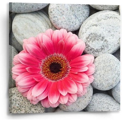 Sablio Obraz Gerbera na kamenech - 50x50 cm
