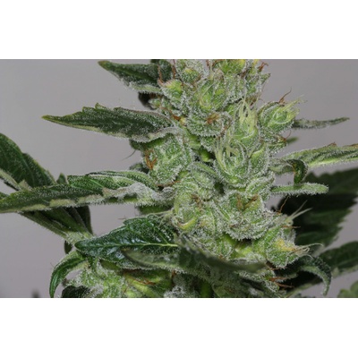 Seedsman Alaskan Purple semienka neobsahujú THC 5 ks