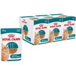 Royal Canin AGEING 11+ Gravy парченца в сос за възрастни котки над 11 години 36 x 85 г