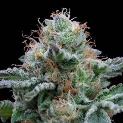 Exclusive Seeds Bank AUTO Tasty semena neobsahují THC 3 ks