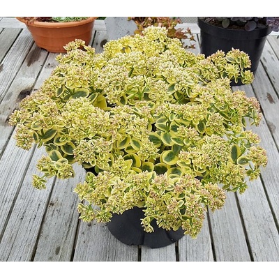 Sedum SunSparkler® 'Lime Twister'PBR Velikost hrnku: 10,5cm