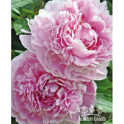 Paeonia SARAH BERNHARDT - pivoňka