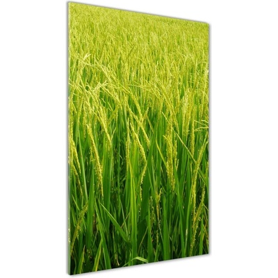 Vertikálny foto obraz sklenený Plantáž ryža 50x100 cm