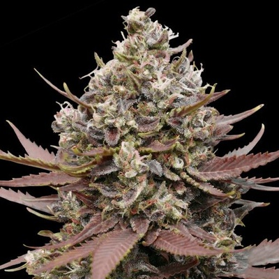 Advanced Seeds Mimosa Punch semienka neobsahujú THC 1 ks