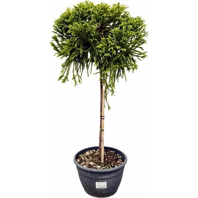 Kryptoméria japonská Globosa Nana na 40-50 cm kmienku, výška 80-100 cm, kvetináč 30 l
