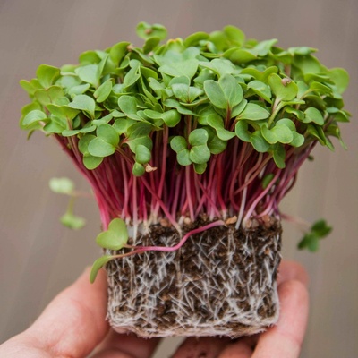 Tiny Greens Ředkvička Rubin BIO semínka na klíčení a 200 g