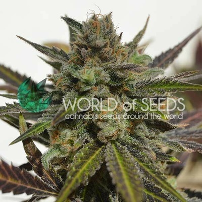 World of Seeds Northern Light x Skunk semienka neobsahujú THC 12 ks