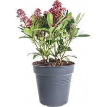 Skimie japonská Rubella, Skimmia japonica, červená, průměr květináče 15 cm