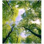 DIMEX ART Флизелинов фототапет дървета в облаците 225 x 250 см