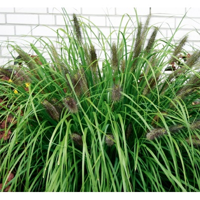 GREENBOSS FLOWER Dochan 'Moundry' Průměr květináče: 9 až 12 cm