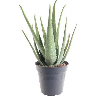 Aloe pravá, Aloe Vera, průměr květináče 19 - 21 cm