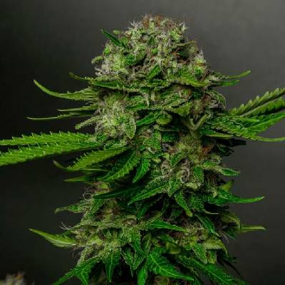 Vision Seeds Oreoz x Spritzer semena neobsahují THC 3 ks