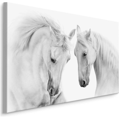 MyBestHome BOX Plátno Dva Bílí Koně Varianta: 70x50
