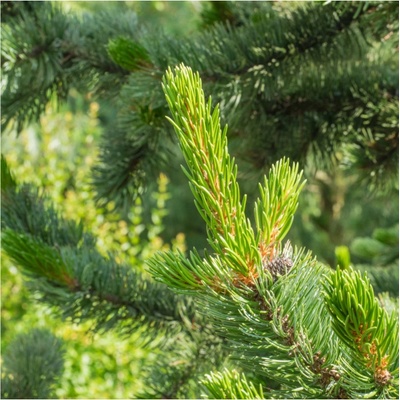 Borovice osinatá Pinus aristata osivo borovice 5 ks – Hledejceny.cz