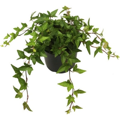 Brečtan popínavý FloraSelf Hedera helix hibernica kvetináč Ø 13 cm