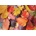Magnolia - Puzzle Colorful Leaves - 1 000 piese