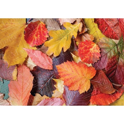 Magnolia - Puzzle Colorful Leaves - 1 000 piese