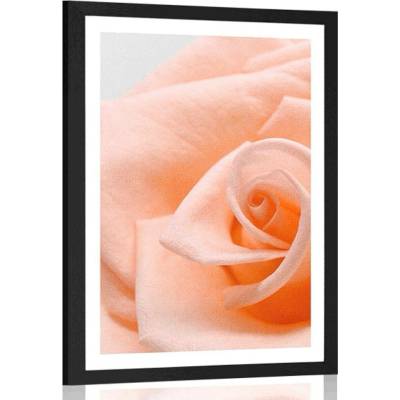 Plakát s paspartou růže v broskvovém odstínu - 30x45 black