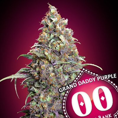 00 Seeds Bank Grand Daddy Purple semienka neobsahujú THC 3 ks
