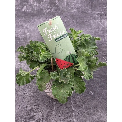 Pelargonium graveolens meloun – Hledejceny.cz