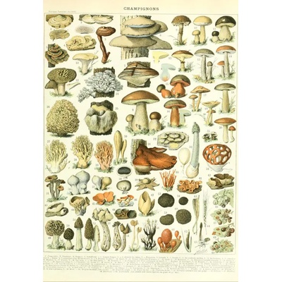 Grafika - Puzzle Larousse illustration: Mushrooms - 1 000 piese