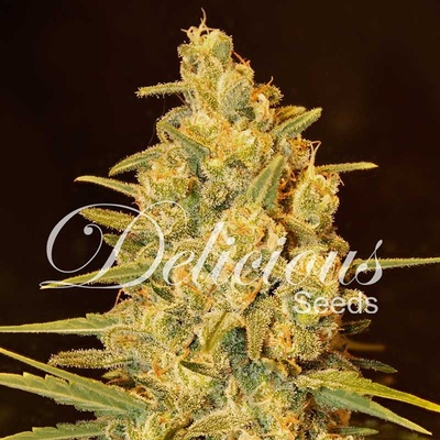 Delicious Seeds Critical Sensi Star semena neobsahují THC 5 ks