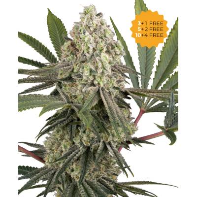 Sensi Seeds Triple Mints XXL semienka neobsahujú THC 10 ks