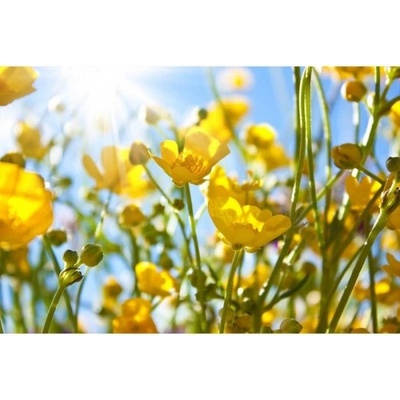 DIMEX ART Флизелинов фототапет жълти цветя 375 x 250 см