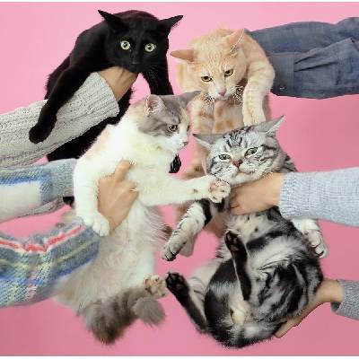 Sony Music Kinoko Teikoku: Neko To Allergy (10th Anniversary Edition, Coloured Vinyl, Re-Issue) - 2Vinyl (LP) (090495)