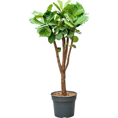 Ficus lyrata Branched 38x165 cm