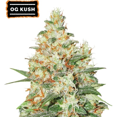 Seedstockers O.G. Kush AUTO semena neobsahují THC 5 ks