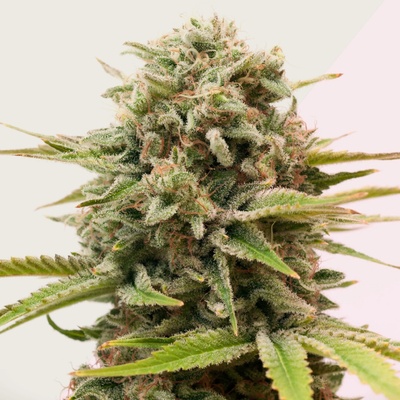 Kera Seeds Sweet Seven Eleven semienka neobsahujú THC 10 ks