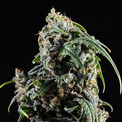 KANNABIA SEEDS CBDV AUTO semienka neobsahujú THC 100 ks