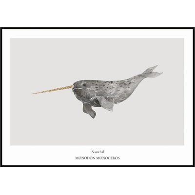 Jen tak z lásky Plakát Narwhal Rozměr plakátu: 30 x 40 cm