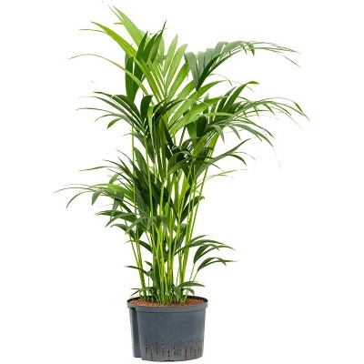 Howea Kentia forsteriana tuft 2819 výška 100 cm