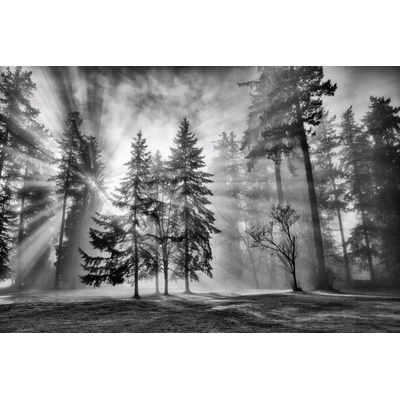 Plakát, Obraz - Sun bursts in the rain forest,, LeonU, 40 × 26.7 cm