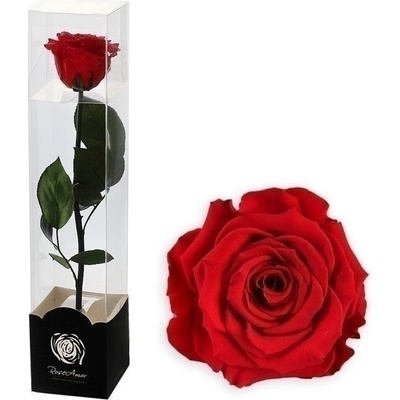 Stabilizovaná růže na stonku 30cm fuchsia PIN-03