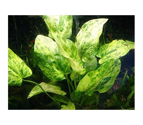 Echinodorus Marble Queen