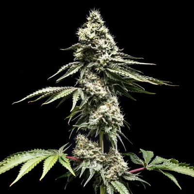 World Breeders Clementine Slush semienka neobsahujú THC 10 ks