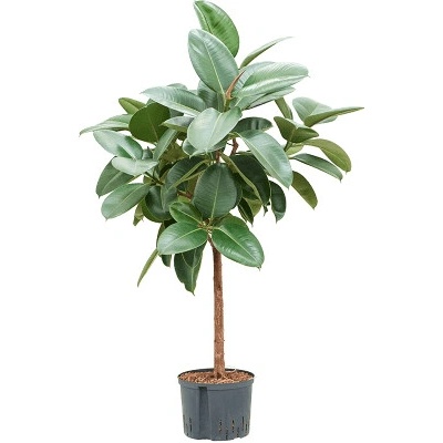 Fikus - Ficus elastica "Robusta" stem 25/19 výška 130 cm