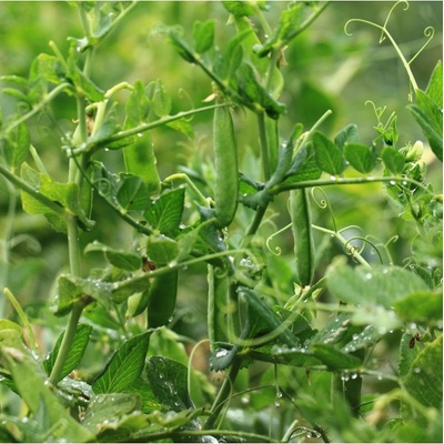 Hrách dřeňový Gloriosa - Pisum sativum - semena hrachu - 85 ks